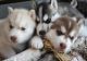 Siberian Husky Puppies for sale in Randolph, UT 84064, USA. price: NA