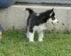 Siberian Husky Puppies for sale in Charlotte Court House, VA 23923, USA. price: $400