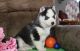 Siberian Husky Puppies for sale in Pueblo, CO, USA. price: $300
