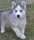 Siberian Husky Puppies for sale in Cameron Park, CA, USA. price: $250