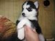Siberian Husky Puppies for sale in Worcester, MA, USA. price: $250