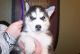 Siberian Husky Puppies for sale in High Point, NC, USA. price: NA