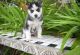 Siberian Husky Puppies for sale in Anniston, AL, USA. price: NA