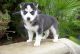 Siberian Husky Puppies for sale in Benedict, KS 66714, USA. price: NA