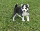 Siberian Husky Puppies for sale in Freedom, NH, USA. price: NA