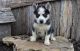 Siberian Husky Puppies for sale in Washington Blvd, Washington, DC, USA. price: NA
