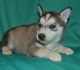Siberian Husky Puppies for sale in El Monte, CA, USA. price: NA