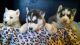 Siberian Husky Puppies for sale in Ottawa, OH 45875, USA. price: NA