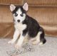 Siberian Husky Puppies for sale in Bee Branch, AR 72013, USA. price: $400