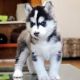 Siberian Husky Puppies for sale in Mountain View, WY 82933, USA. price: NA