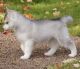 Siberian Husky Puppies for sale in Superior, WY, USA. price: NA