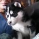 Siberian Husky Puppies for sale in Hillsboro, OH 45133, USA. price: NA