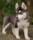 Siberian Husky Puppies for sale in Waupun, WI 53963, USA. price: NA