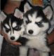 Siberian Husky Puppies for sale in Surprise, AZ, USA. price: NA