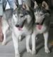 Siberian Husky Puppies for sale in Jaipur, Rajasthan, India. price: 50000 INR