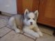 Siberian Husky Puppies for sale in Fletcher, NC, USA. price: NA