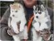 Siberian Husky Puppies for sale in Santa Clarita, CA, USA. price: NA