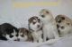 Siberian Husky Puppies for sale in Pompano Beach, FL, USA. price: $200