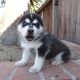 Siberian Husky Puppies for sale in Port St Lucie, FL, USA. price: NA