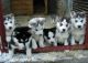 Siberian Husky Puppies for sale in Vancouver, WA, USA. price: $250