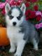 Siberian Husky Puppies for sale in East Montpelier, VT, USA. price: NA