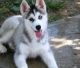 Siberian Husky Puppies for sale in Allen City, KY 41601, USA. price: NA