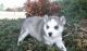 Siberian Husky Puppies for sale in Chesapeake, VA, USA. price: NA