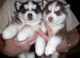 Siberian Husky Puppies for sale in Haleyville, AL 35565, USA. price: NA