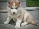 Siberian Husky Puppies for sale in Beaver Springs, PA 17812, USA. price: NA