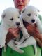 Siberian Husky Puppies for sale in Bedford, IA 50833, USA. price: NA