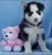 Siberian Husky Puppies for sale in Ashford, CT 06278, USA. price: NA