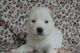 Siberian Husky Puppies for sale in Gilman, Lunenburg, VT 05904, USA. price: $900