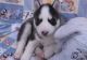 Siberian Husky Puppies for sale in Dos Palos, CA 93620, USA. price: $400