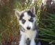 Siberian Husky Puppies for sale in Loma Rica, CA, USA. price: NA