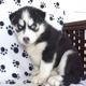 Siberian Husky Puppies for sale in Annandale-On-Hudson, NY, USA. price: NA
