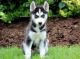 Siberian Husky Puppies for sale in Akron, AL 35441, USA. price: NA