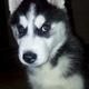 Siberian Husky Puppies for sale in Berlin Township, OH, USA. price: NA