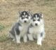 Siberian Husky Puppies for sale in Belington, WV 26250, USA. price: NA