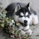 Siberian Husky Puppies for sale in Wilmington, NC, USA. price: NA