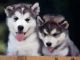 Siberian Husky Puppies for sale in Bakersfield, VT, USA. price: NA