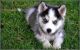 Siberian Husky Puppies for sale in Bay Minette, AL 36507, USA. price: NA