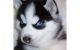 Siberian Husky Puppies for sale in Arvada, CO, USA. price: NA