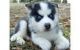 Siberian Husky Puppies for sale in Lakewood, CO, USA. price: NA