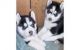 Siberian Husky Puppies for sale in Christiana, DE 19702, USA. price: NA
