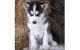 Siberian Husky Puppies for sale in Edgemoor, DE, USA. price: NA