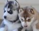 Siberian Husky Puppies for sale in Athens, GA, USA. price: NA