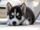 Siberian Husky Puppies for sale in El Cajon, CA, USA. price: NA