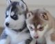 Siberian Husky Puppies for sale in Aguila, AZ 85320, USA. price: NA