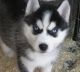 Siberian Husky Puppies for sale in Arivaca, AZ 85601, USA. price: NA