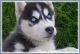 Siberian Husky Puppies for sale in Arlington, AZ 85322, USA. price: NA